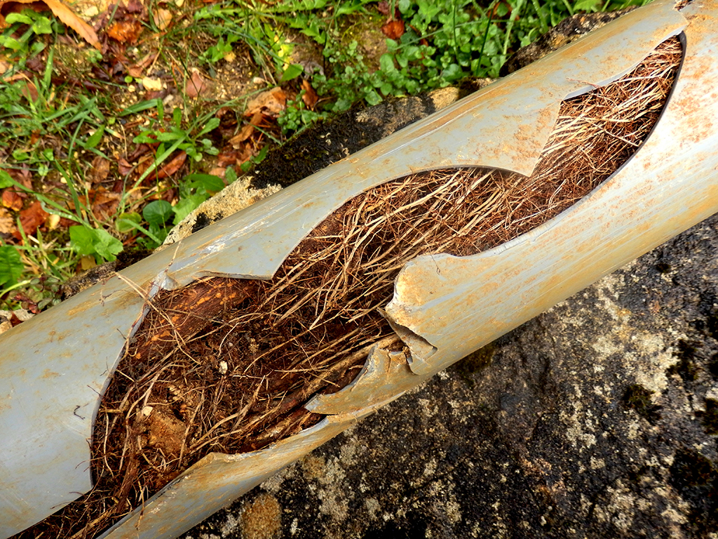 Plumbing Service: What You Can Do When You Find Roots Growing Into Your Pipes | Katy, TX