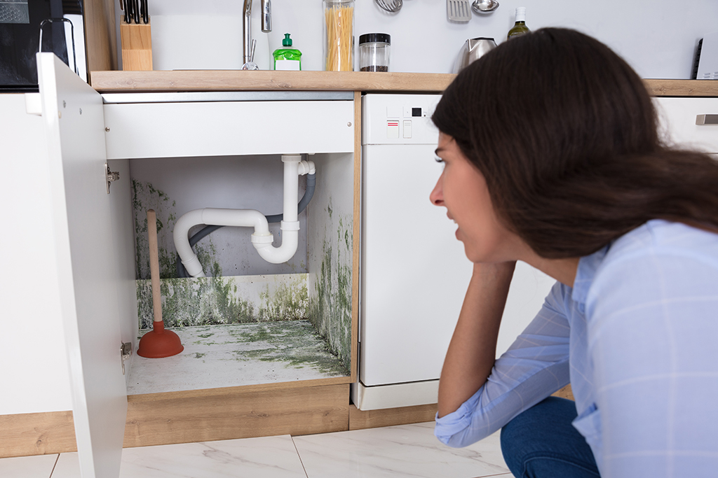 Causes Of Mold Growth: When To Seek Plumbing Service | Katy, TX