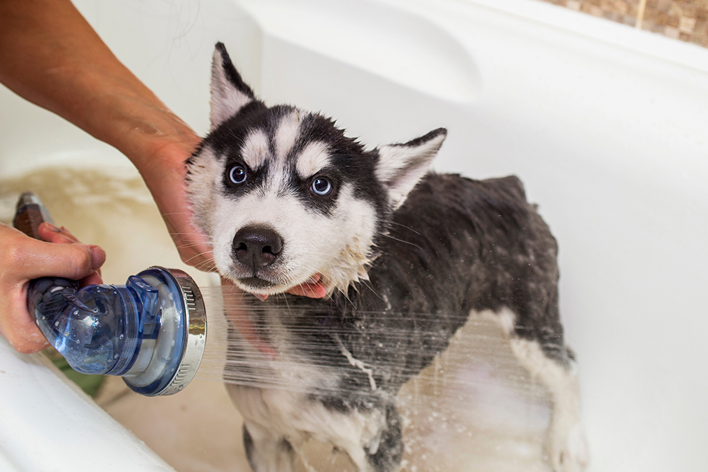 Plumbing Systems And Pets: When You Need A Plumber Near Me In | Katy, TX