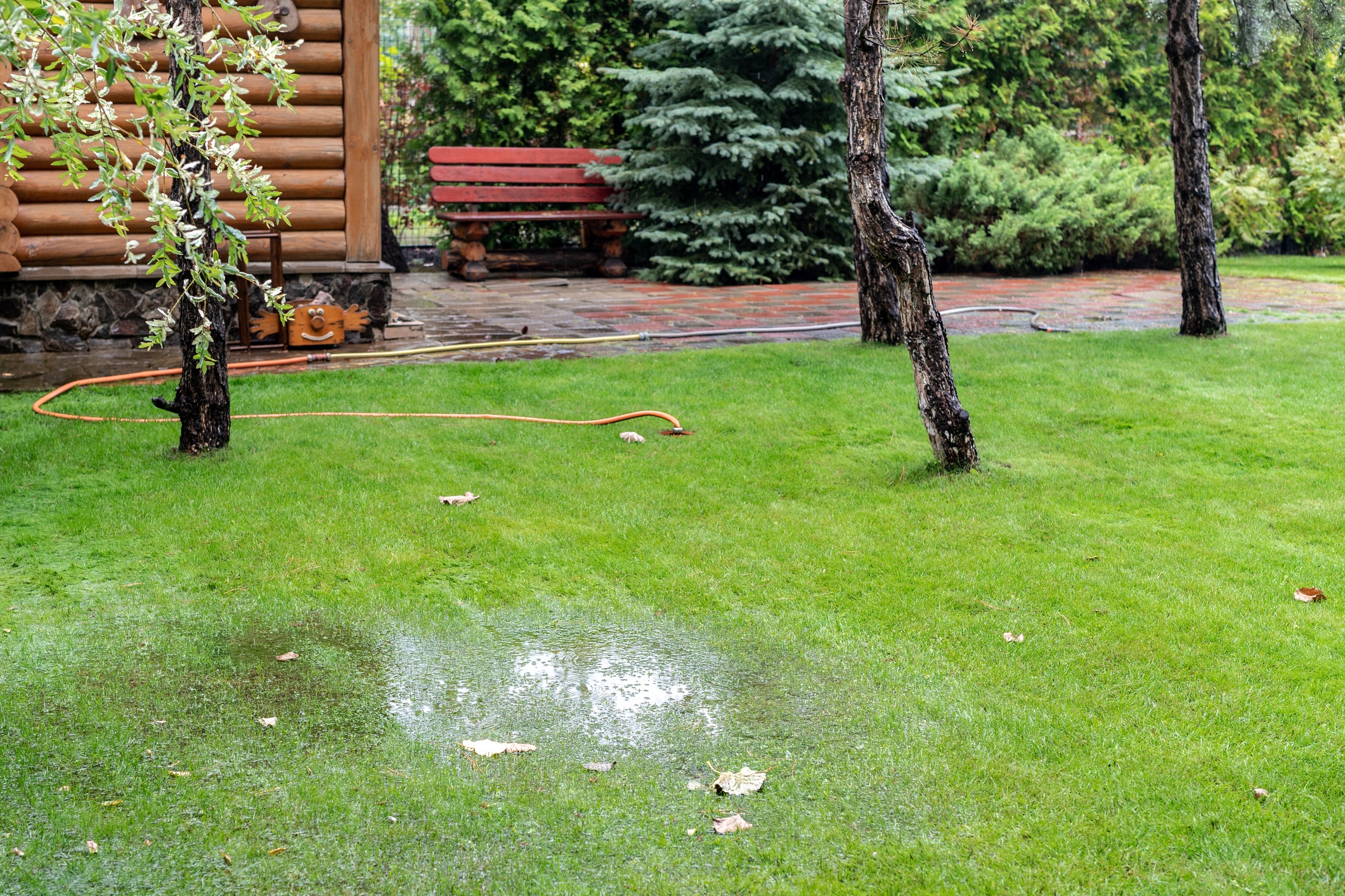 Sewer line puddle lawn.